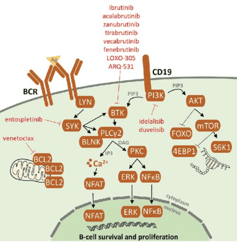 chronic lymphocytic leukemia CLL